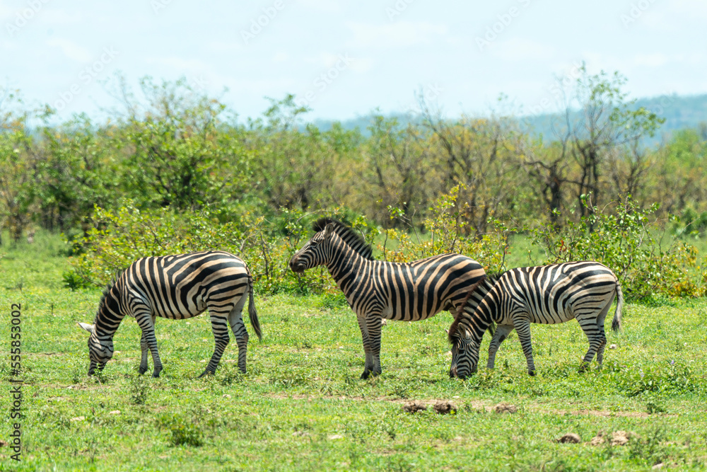 Obraz premium Zèbre de Burchell, Equus quagga, Parc national du Pilanesberg, Afrique du Sud