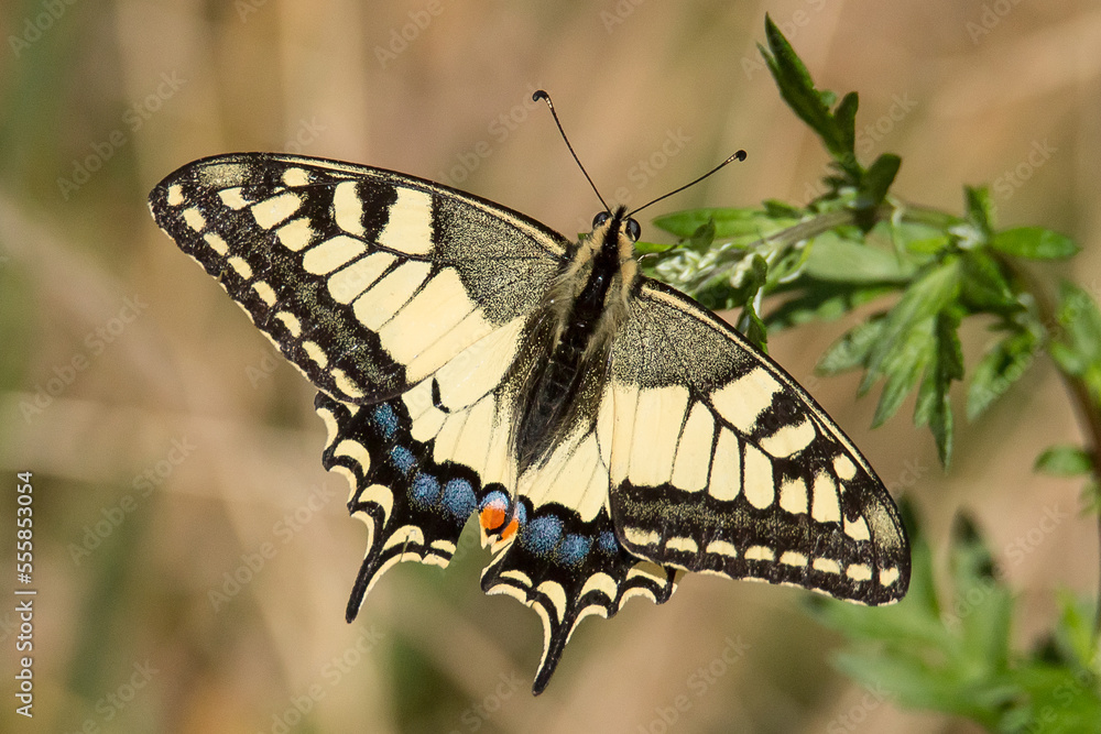 Fototapeta premium butterfly on a plant, common yellow swallowtail, swallowtail papilio machaon