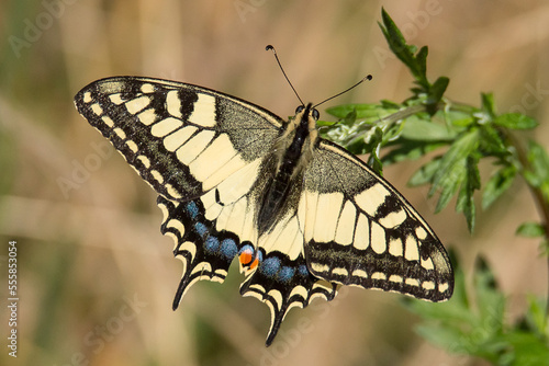 butterfly on a plant,  common yellow swallowtail, swallowtail papilio machaon