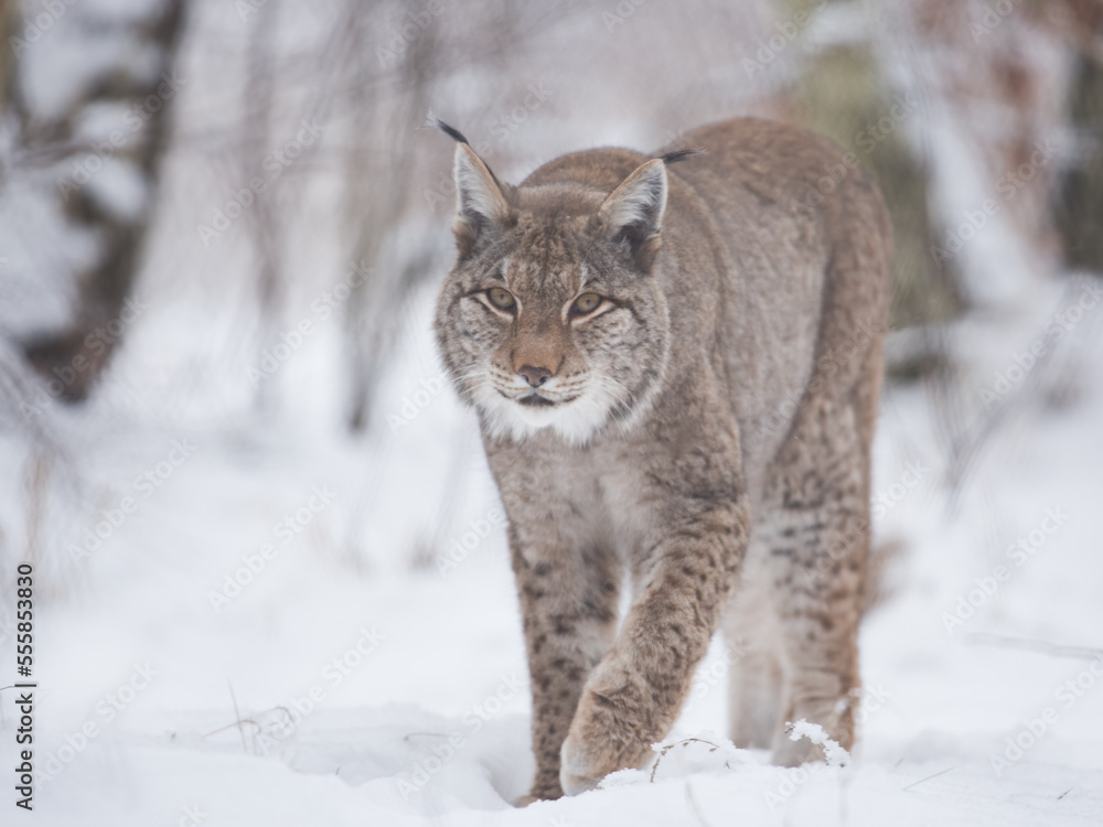 Naklejka premium lynx in snow