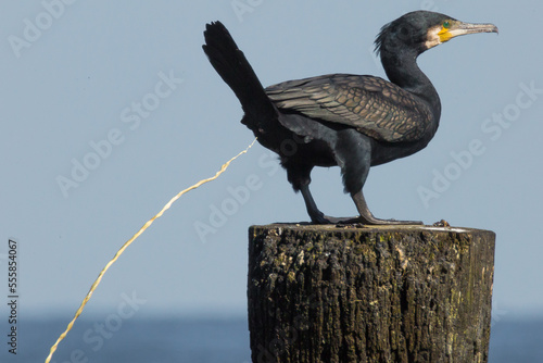 defecation of black cormorant photo