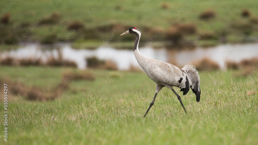 Fototapeta premium crane in the wild