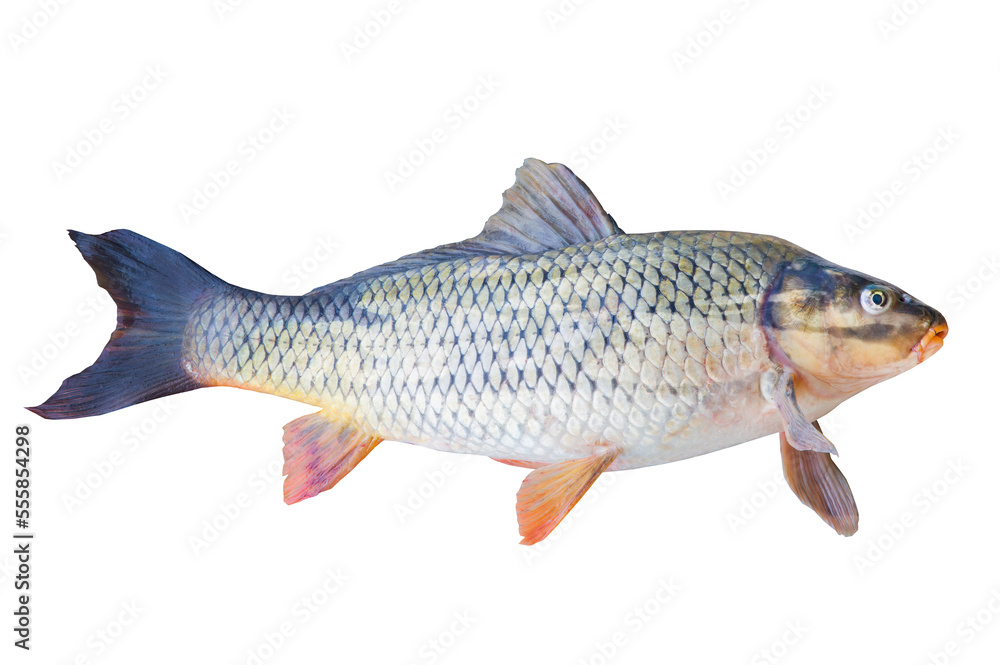 Carp fish isolated on transparent background Carp fish isolated on transparent background