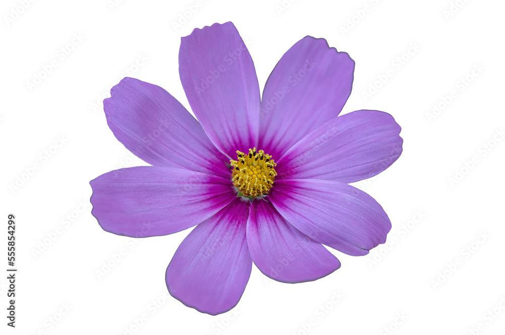 Purple cosmos flower view from the top isolated on transparent background