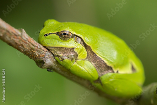 lazy day of a tree frog, treefrog snoozing on a tree, hyla arborea