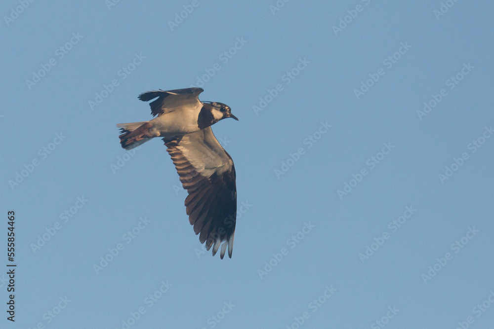 Obraz premium lapwing in flight, vanellus vanellus, 