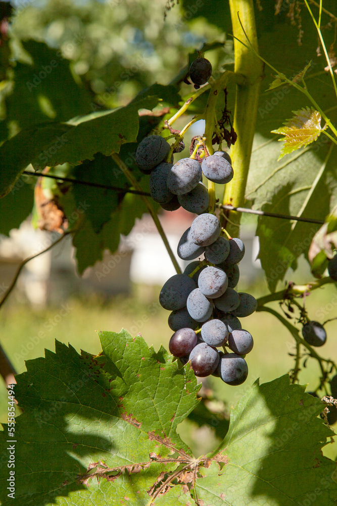 Bunch of pink grapes with big berries in the garden Bunch of pink grapes with big berries in the garden