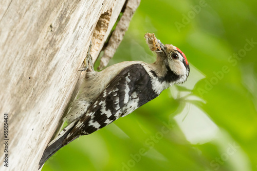 Foto hollow of woodpecker, feeding chicks, lesser spotted woodpecker, dryobates minor