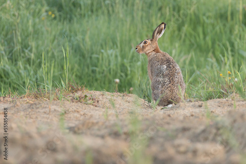 rabbit in the grass, bunny © LIMARIO