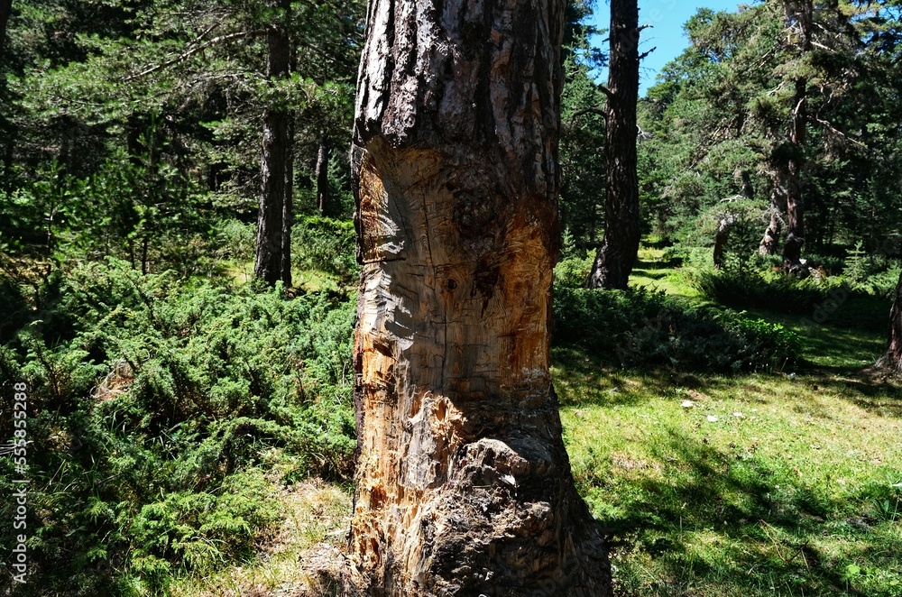 Tree massacre. Tree slaughter. Cutting down trees in the forest.