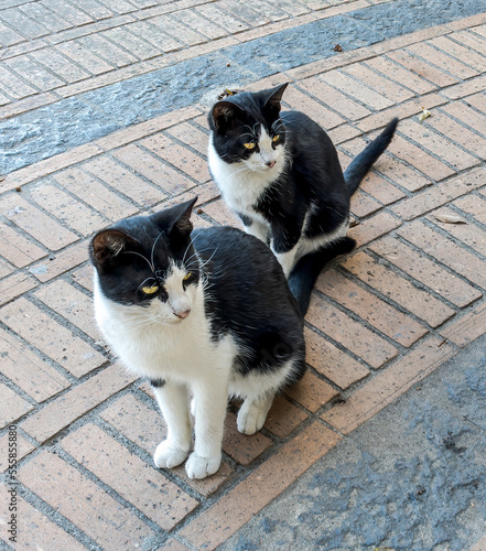 black and white cats on a street wirh gray asphalt background © Yaroslav