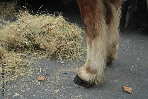 pattes de cheval sabots photo