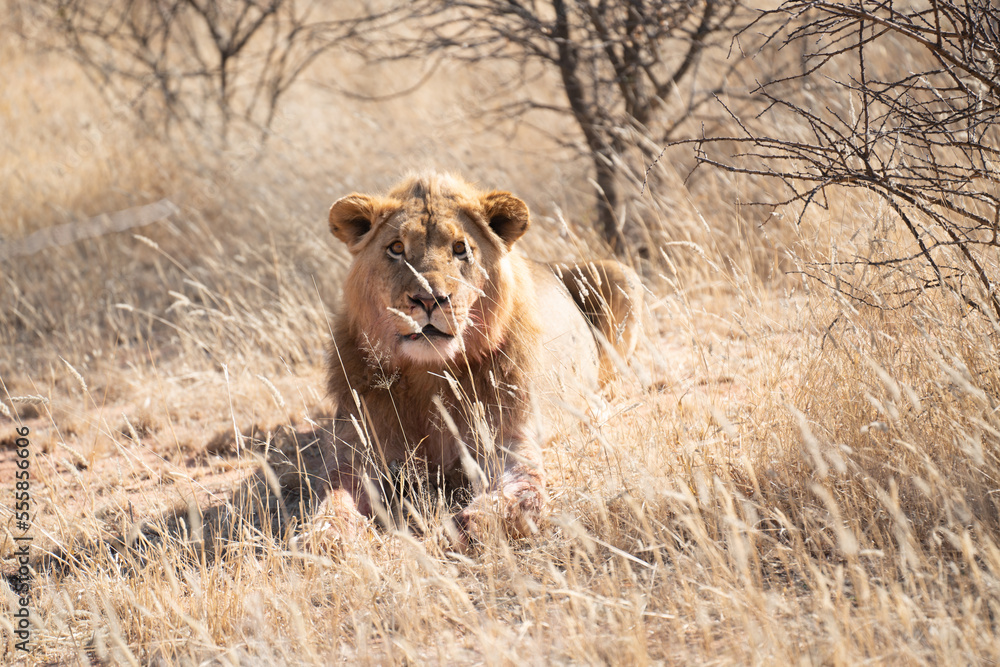 Big lion lying on savannah grass. Landscape with characteristic trees on the plain and hills in the background Big lion lying on savannah grass. Landscape with characteristic trees on the plain and hills in the background