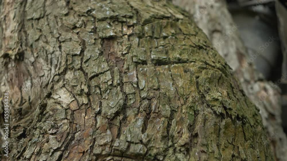 Bark pear tree, old wood texture trunk. Grow hardwood. Nature abstract background Bark pear tree, old wood texture trunk. Grow hardwood. Nature abstract background