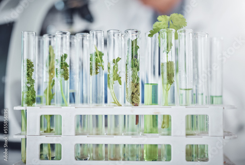 Science  laboratory or plants in test tube for medicine  healthcare knowledge or natural growth research. Agriculture  leaf or green herbs in chemical liquid or water for biotechnology development