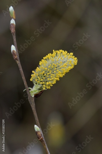 bourgeons de saule 1 photo