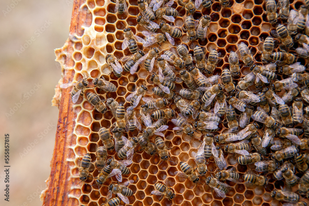 Working bees in a hive on honeycomb. Bees inside hive with sealed and ...