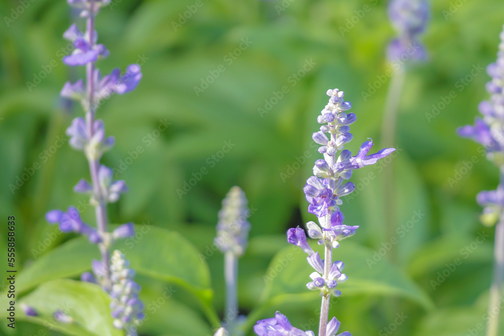 violet lavender in the garden field violet lavender in the garden field