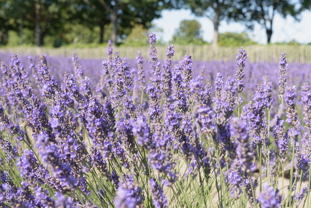 Naklejka premium Flavoring aromatic plants landscape. Purple lavender flowers field. Natural colorful blooming plants in sunny day background. Wallpaper