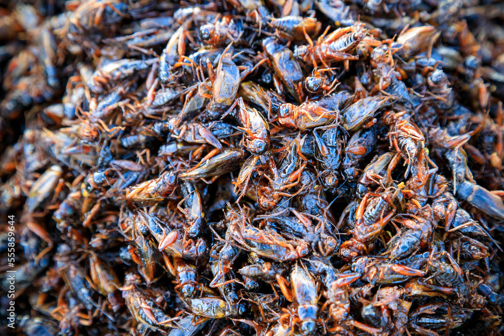 Fried Insects Bugs Street Food
