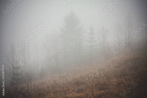 Misty forest on mountain slope landscape photo. Beautiful nature scenery photography with grey cloud on background. Idyllic scene. High quality picture for wallpaper, travel blog, magazine, article