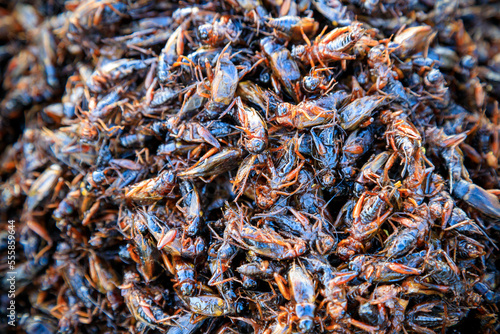 Fried Insects Bugs Street Food