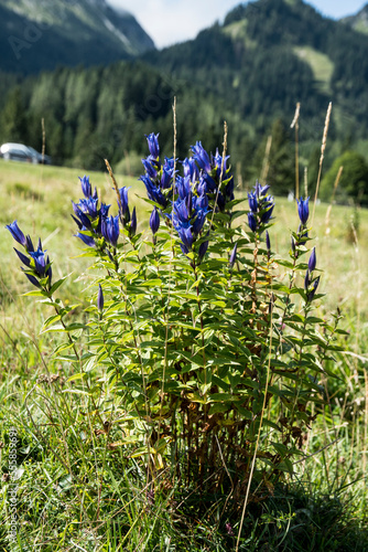 Gentiana asclepiadea or Willow Gentian 