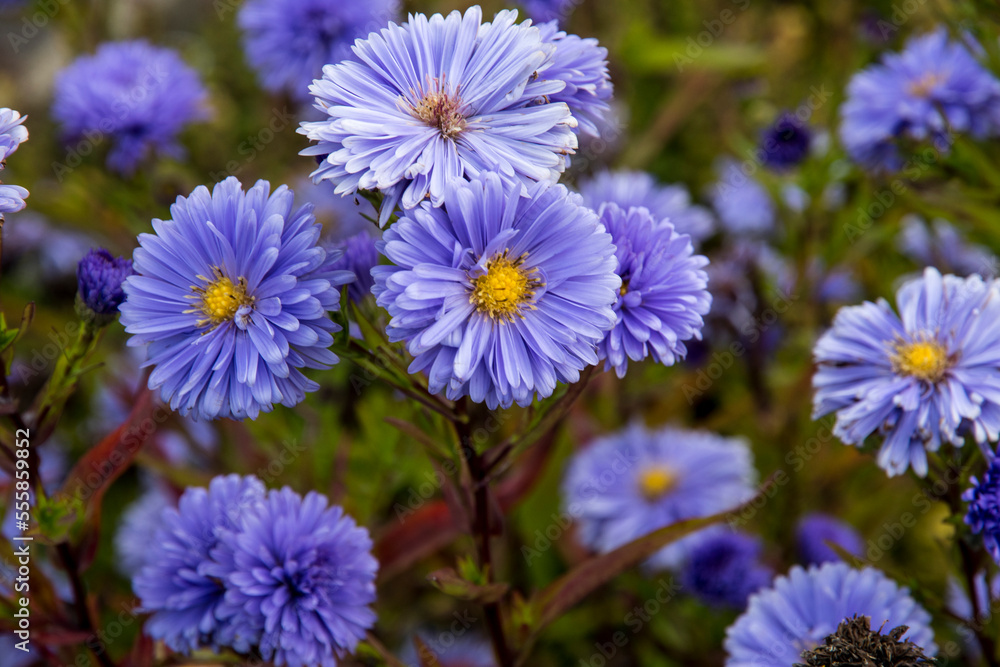 Aster novi-belgii 'Marie Ballard' Aster novi-belgii 'Marie Ballard'