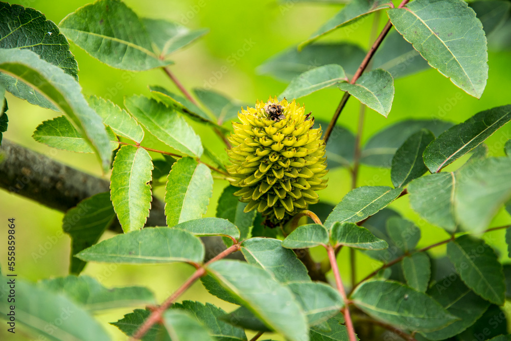 Cone of Platycarya strobilacea Cone of Platycarya strobilacea