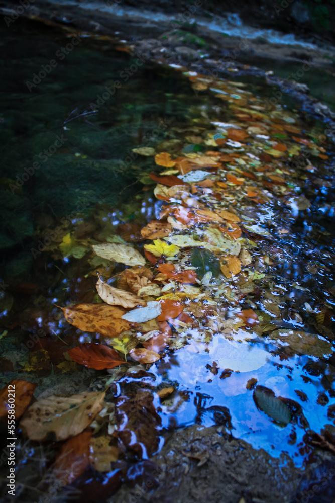 Close up autumn leaves in shallow river concept photo. Nature beauty. Side view photography with creek bank on background. High quality picture for wallpaper, travel blog, magazine, article Close up autumn leaves in shallow river concept photo. Nature beauty. Side view photography with creek bank on background. High quality picture for wallpaper, travel blog, magazine, article