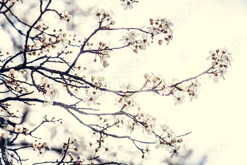 Close up cherry tree blossom on branches concept photo. Spring garden. Front view photography with grey sky on background. High quality picture for wallpaper, travel blog, magazine, article