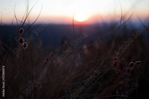 Close up dry twigs with fluffy flowers concept photo. Wild flora. Front view photography with sunset sky on background. High quality picture for wallpaper  travel blog  magazine  article