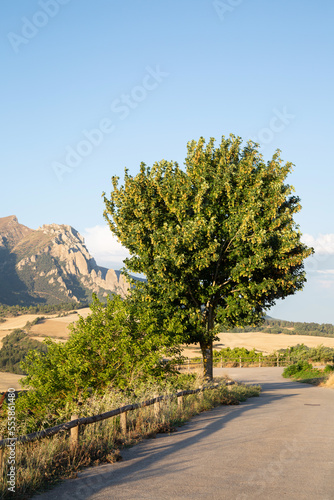 Tree in Pena Blanca in Kodes Mountains outside Aguilar de Codes Village, Navarra; Spain