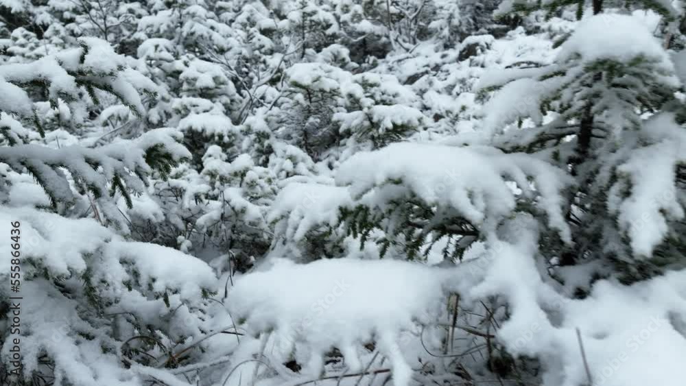Aerial view of north snowy forest winter landscape, snowfall and first fresh snow covered forest, top down view. Aerial view of north snowy forest winter landscape, snowfall and first fresh snow covered forest, top down view.