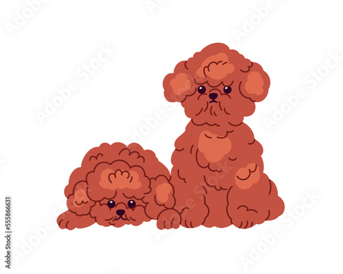 Cute Toy Poodles, puppies friends. Fluffy little miniature doggies. Adorable purebred mini dogs, fuzzy furry fun pups. Small canine animals. Flat vector illustration isolated on white background