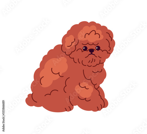 Cute Toy Poodle, miniature dog breed. Curly fluffy little puppy. Adorable small mini doggy, confused pup, looking lost and embarrassed. Flat graphic vector illustration isolated on white background