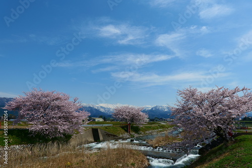 舟川べり桜並木。朝日、富山、日本。4月中旬。