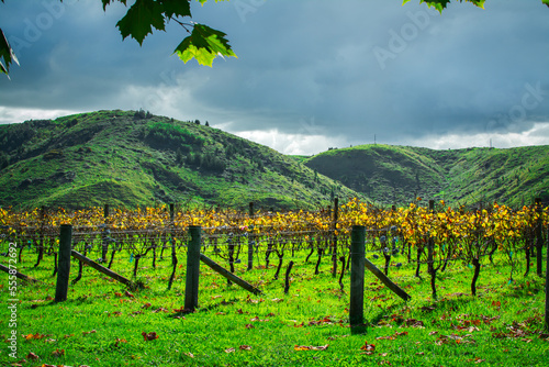 Rows of autumn grapevines glowing in the afternoon sun under stormy sky. Vineyard and green rolling hills in Hawke s Bay  New Zealand