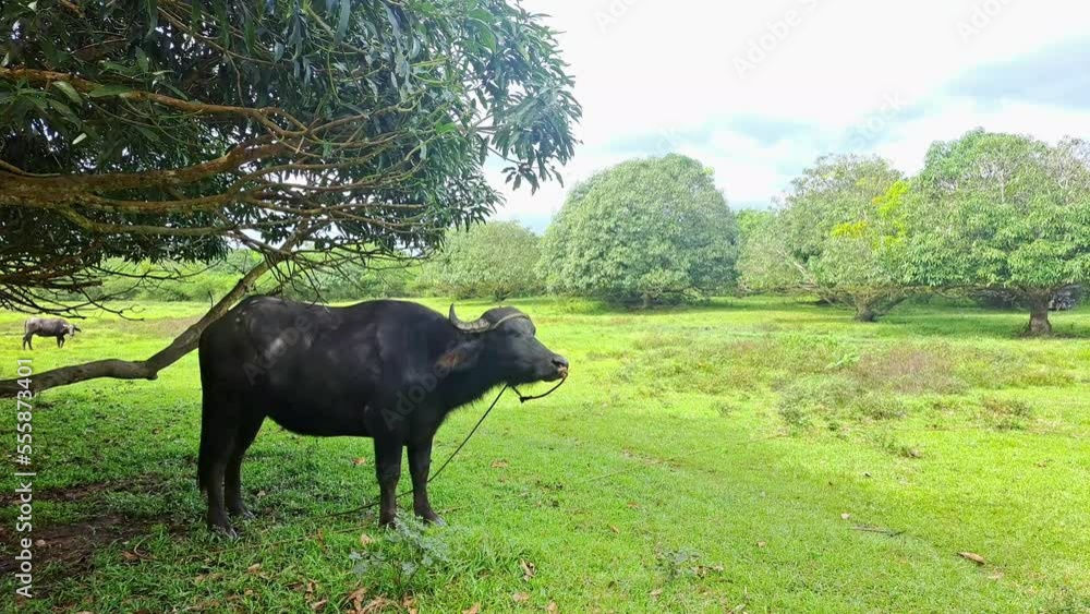 Grazing water buffalo or carabao eating grass on a lush green mango farm in the Philippines. Grazing water buffalo or carabao eating grass on a lush green mango farm in the Philippines.