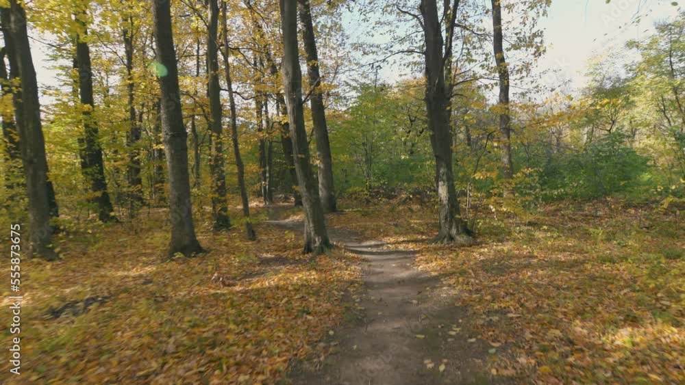 autumn forest with yellow leaves illuminated by the rays of the sun autumn forest with yellow leaves illuminated by the rays of the sun