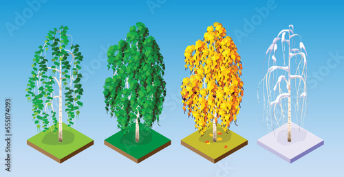 
Tree icon. Public park, forest and garden vector icon. Nature map element for park illustration. Birch spring, summer, autumn, winter isometric set