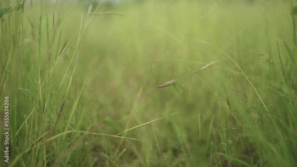 A macro shallow depth of field shot of overgrown Bermuda grass tilting up to reveal the bokeh background of the surrounding field and exposed treetops, India A macro shallow depth of field shot of overgrown Bermuda grass tilting up to reveal the bokeh background of the surrounding field and exposed treetops, India