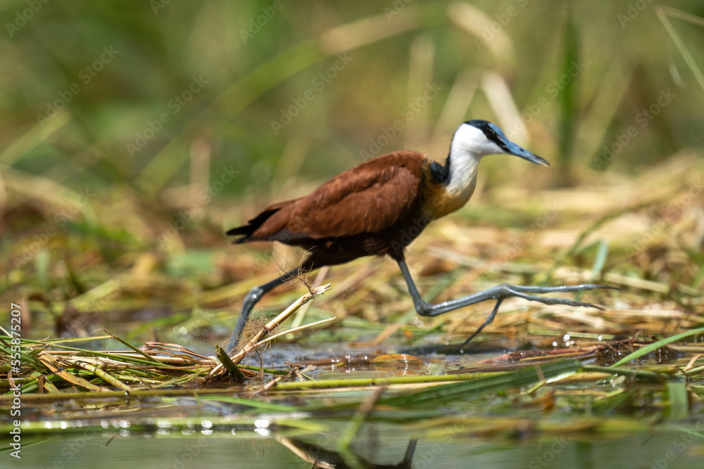 African jacana crosses floating grass lifting foot African jacana crosses floating grass lifting foot