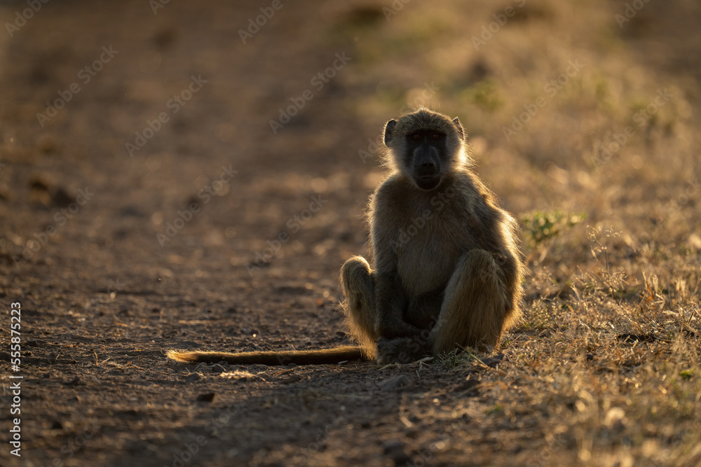Obraz premium Chacma baboon sits watching camera on track