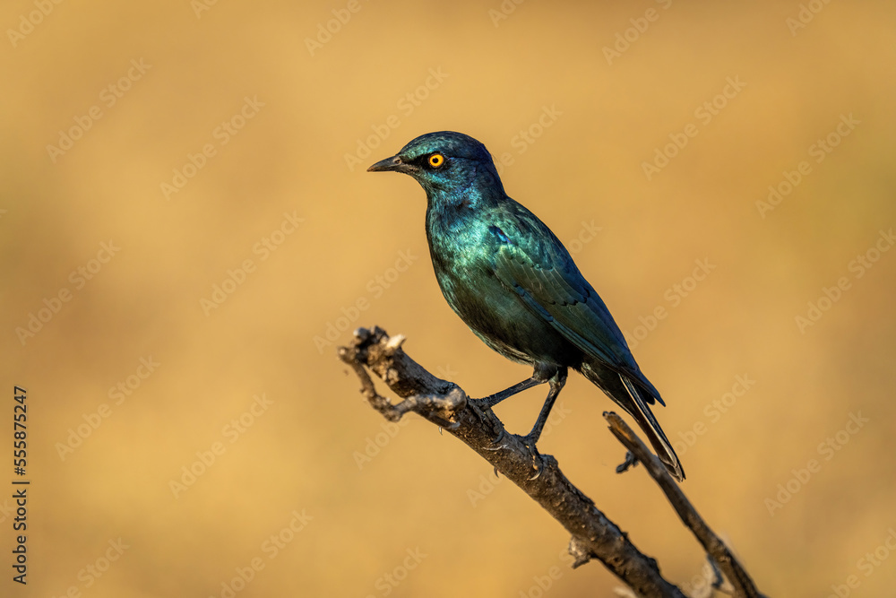 Greater blue-eared starling on branch in profile