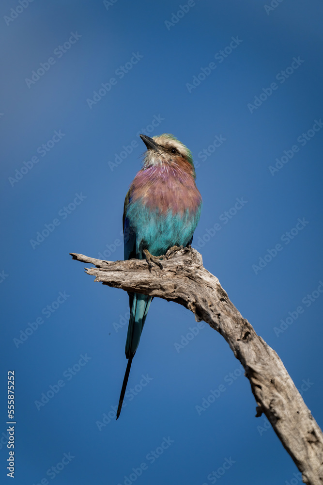 Obraz premium Lilac-breasted roller on dead branch with catchlight