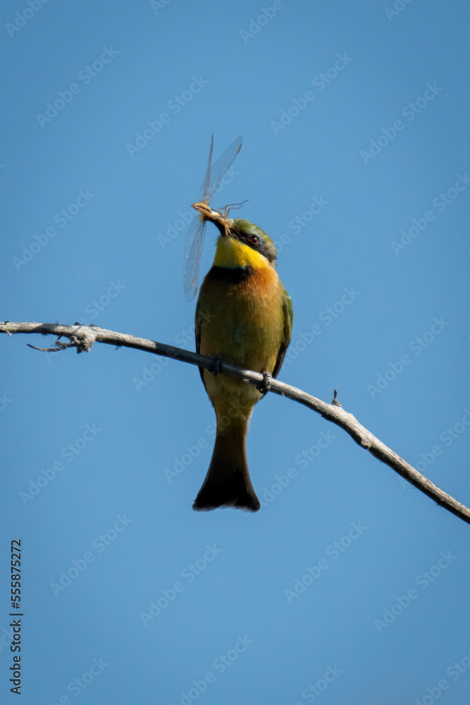 Obraz premium Little bee-eater eats insect on dead branch