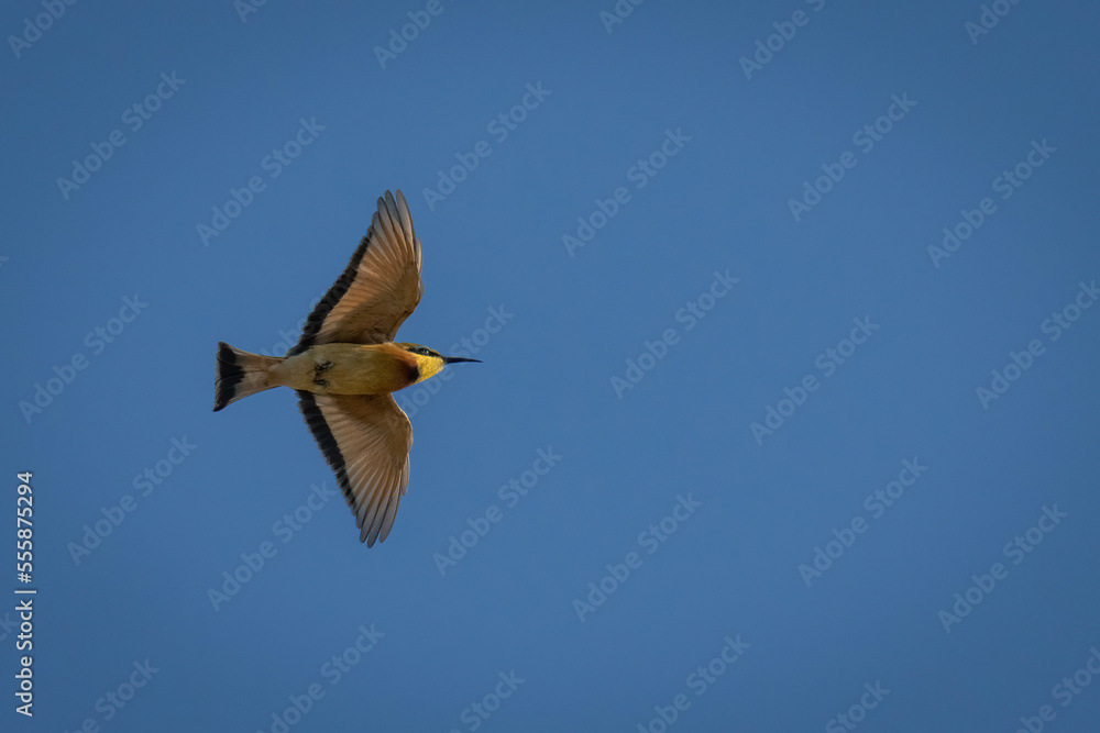 Obraz premium Little bee-eater flies overhead with wings spread