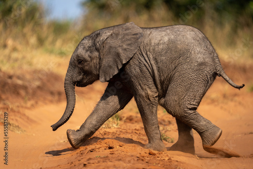 Baby African bush elephant runs across track
