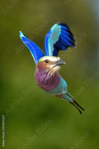 Lilac-breasted roller flies towards camera turning head photo